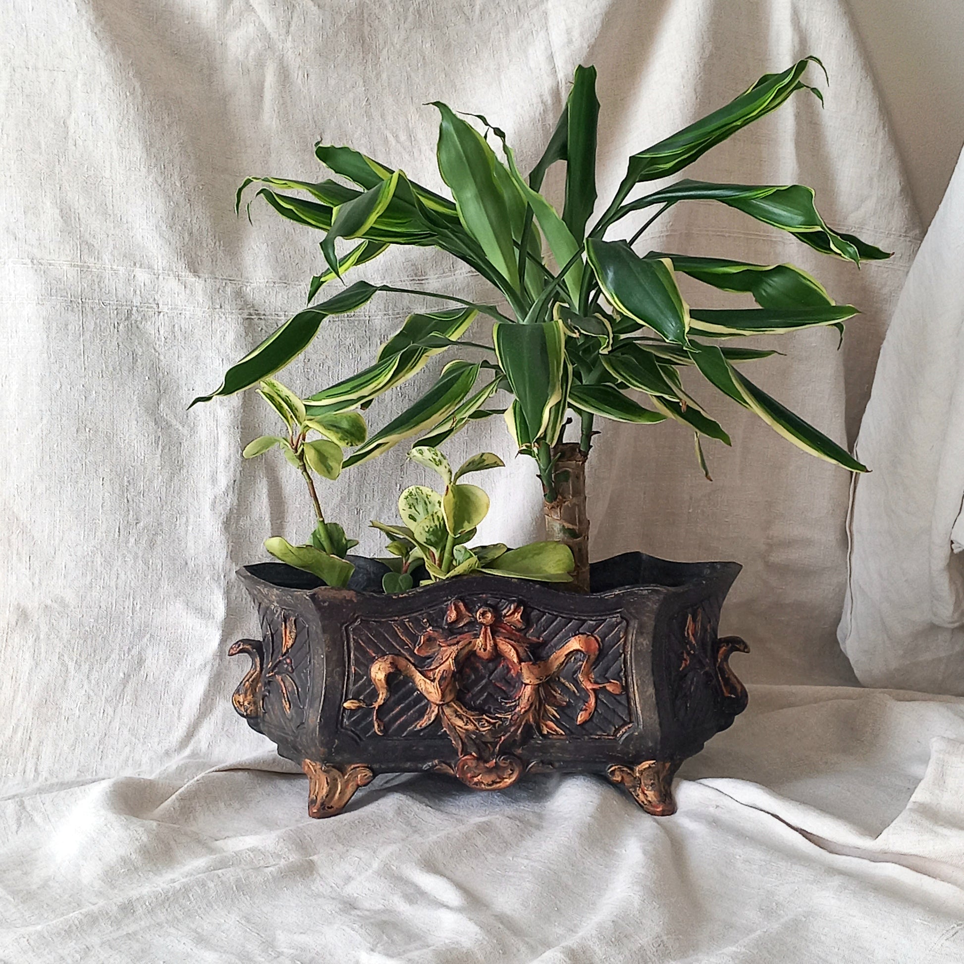 A stunning French antique decorative cast iron planter with patina of age suitable for both interior and exterior use - we rarely come across them these days so this was an exciting find.
The planter is in a striking and wonderfully aged black colour with gold coloured detailing in relief - there's some great paint chipping off areas of the gold paint showing small areas of red beneath, and also chipping from the black paint showing rusty patina, all of which add to the antique character of this beautiful